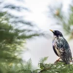 How-to-Repet-Starlings-Quickly