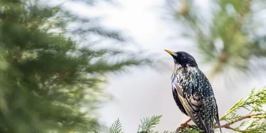 How-to-Repet-Starlings-Quickly