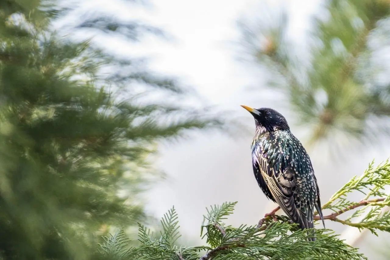 How-to-Repet-Starlings-Quickly